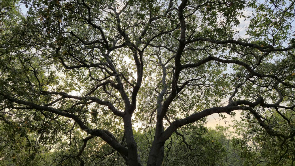 Serene view of tree branches and lush green forest canopy in Gia Lai, Vietnam.