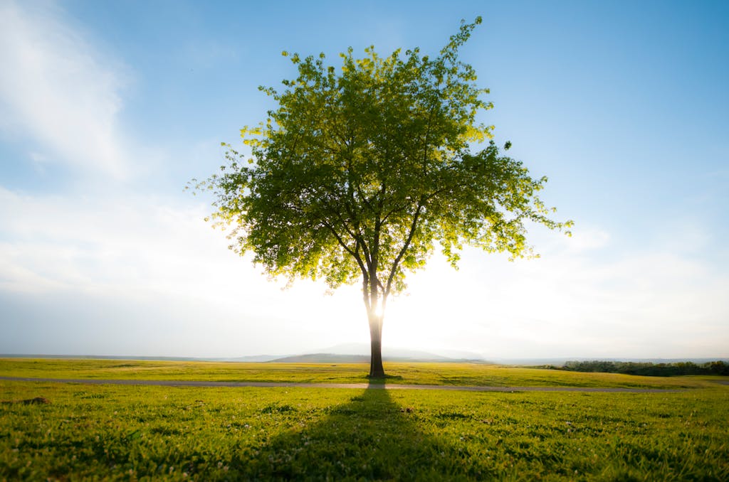 Beautiful solitary tree standing in a sunlit open field with a clear sky backdrop, capturing tranquility.