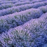 Breathtaking lavender fields in full bloom in L'Isle-sur-la-Sorgue, Provence, France.