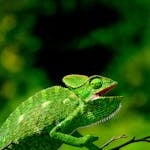 Close-up of a green chameleon perched on a branch with blurred natural background.
