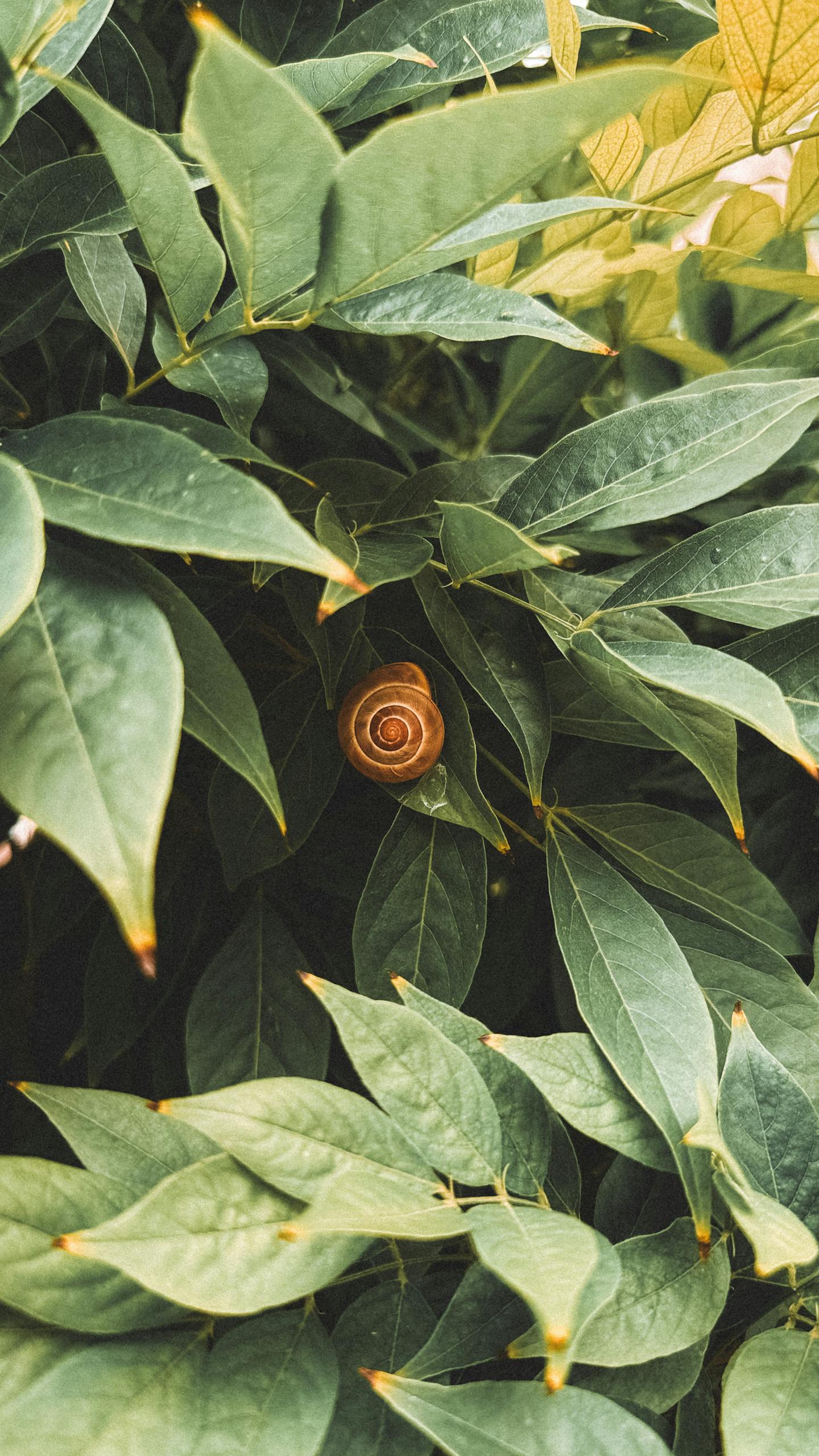 Close-up of a snail shell nestled within lush green foliage, highlighting nature's beauty.