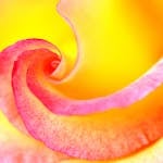 Close-up view of a vibrant rose showcasing its delicate pink and yellow petals.